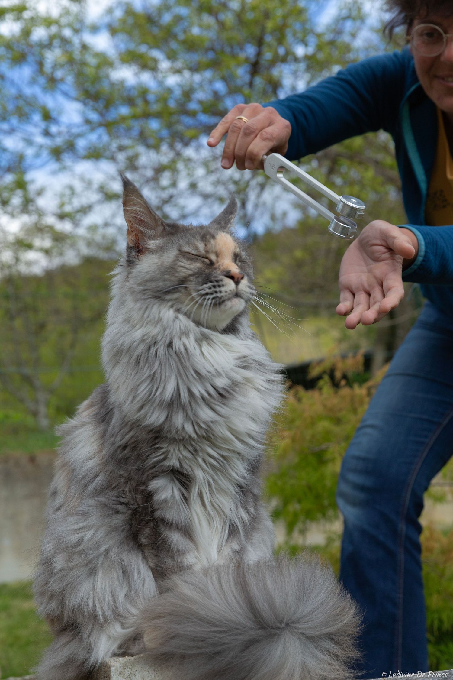 ludivine de prince photographie animal de compagnie professionnels chat maincoon sonothérapie