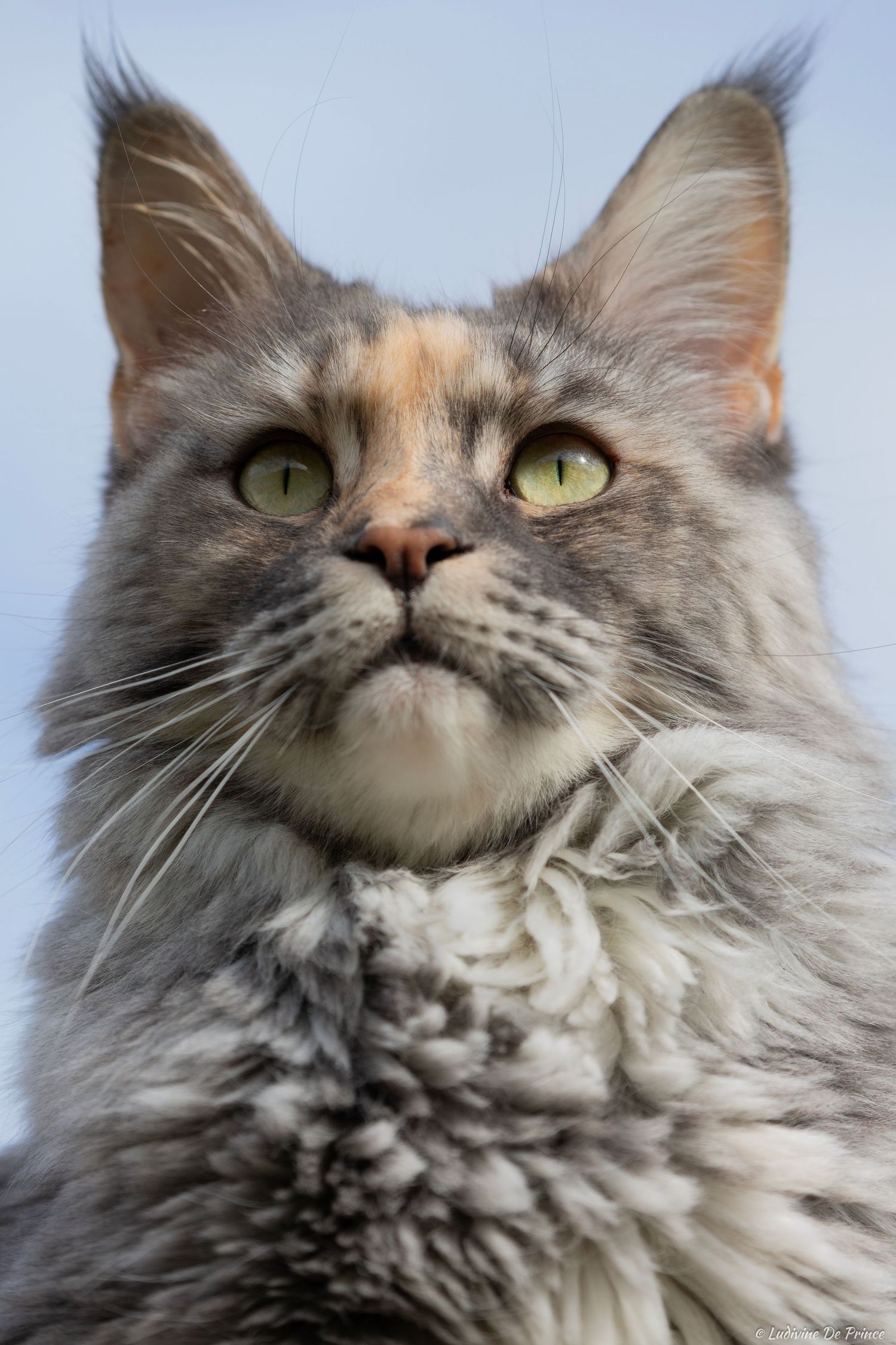 ludivine de prince photographie animal de compagnie beauté chat maincoon