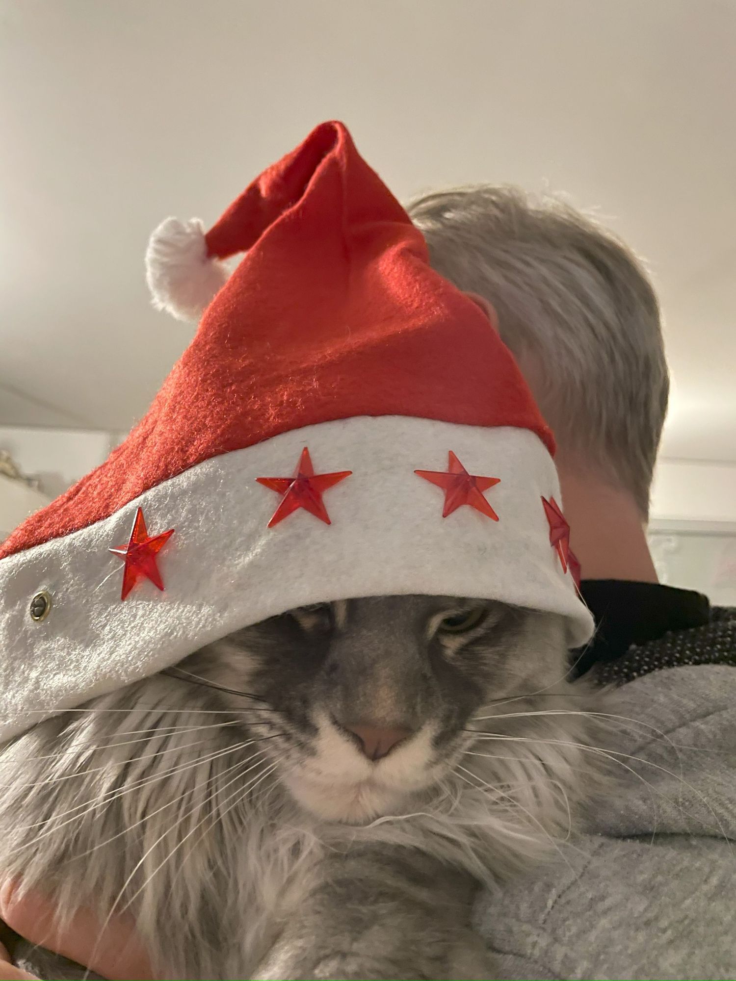 ludivine de prince photographie animal de compagnie cadeau chat maincoon noel