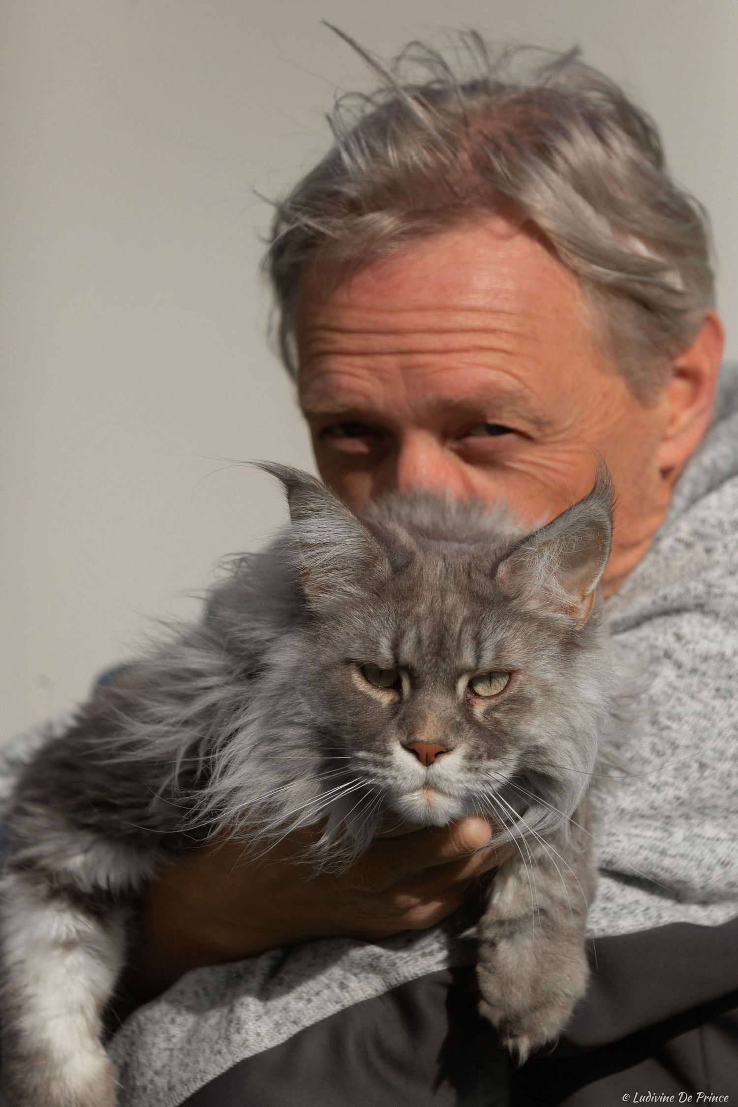 ludivine de prince photographie animal de compagnie synergie chat maincoon