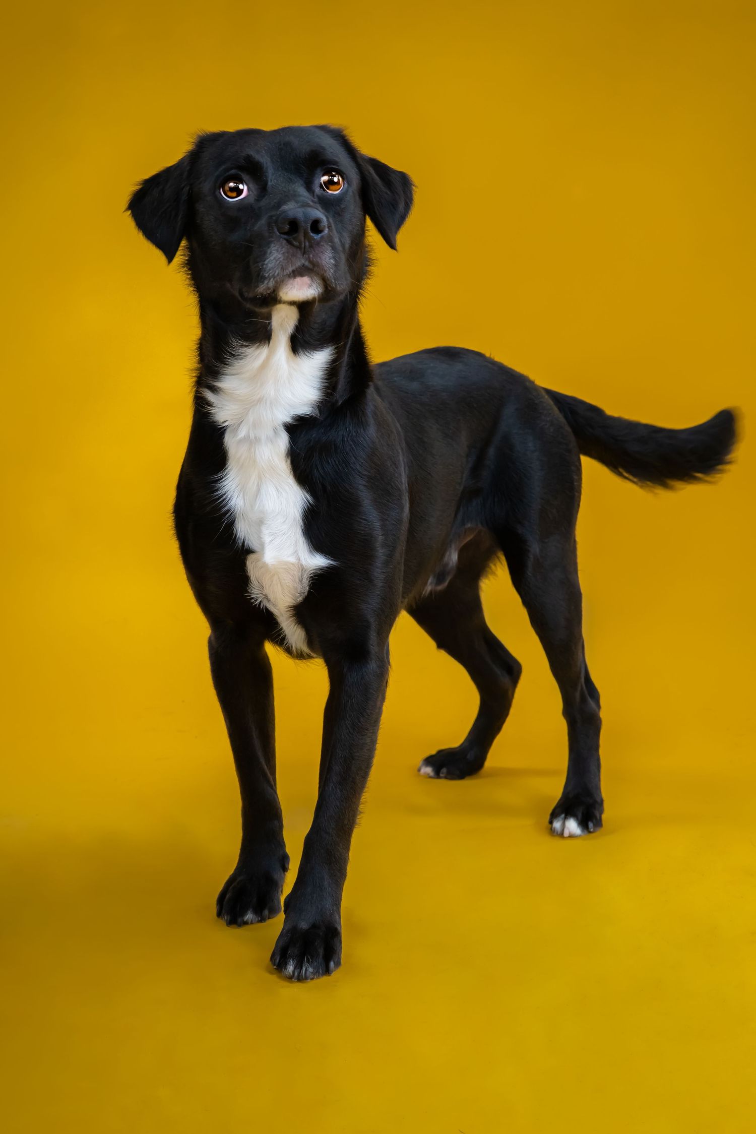 A black and white dog stands against a vibrant yellow background captured in multiple dynamic poses.