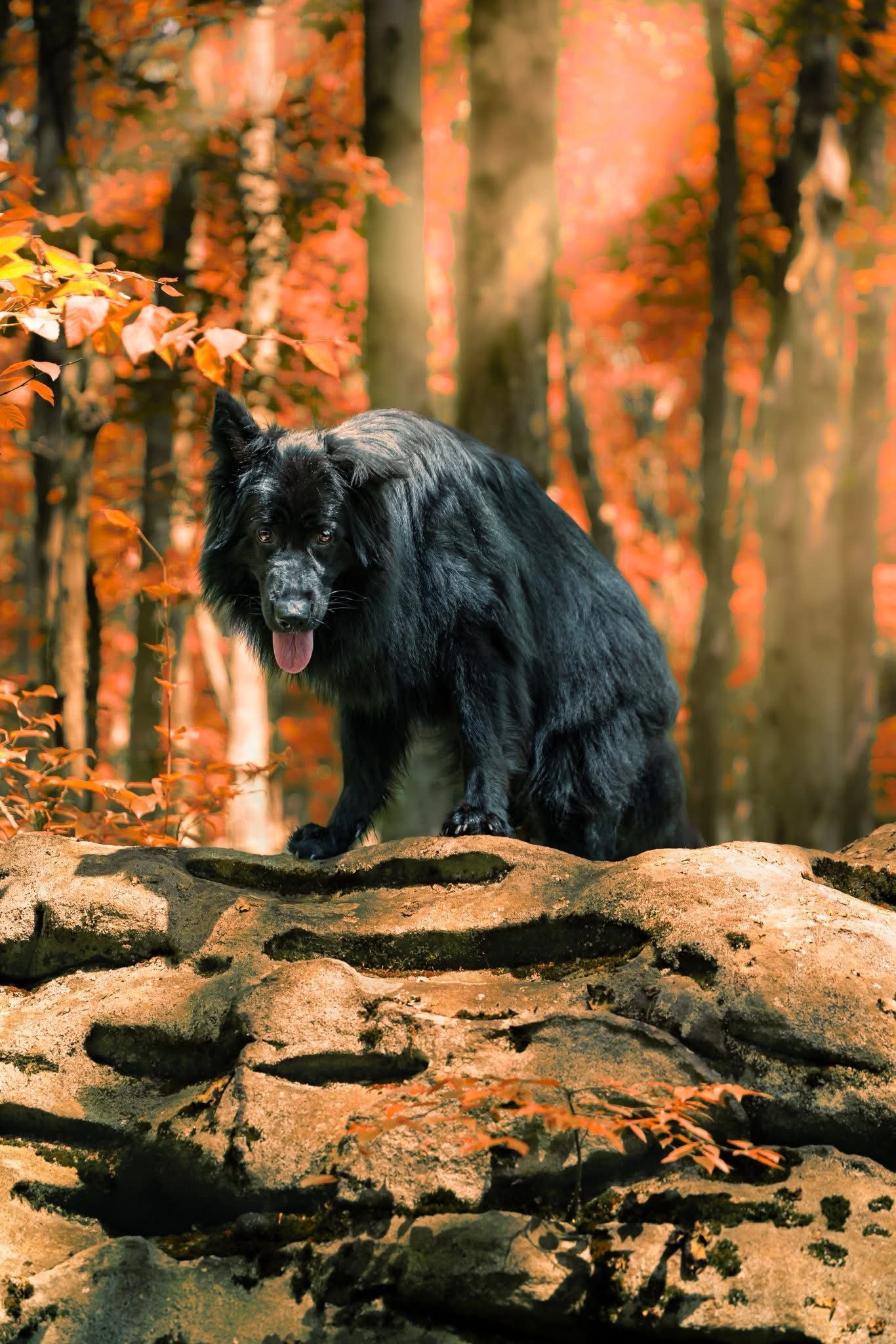 A black bear stands on rocky terrain in an autumn forest with orange-hued foliage and dramatic lighting.