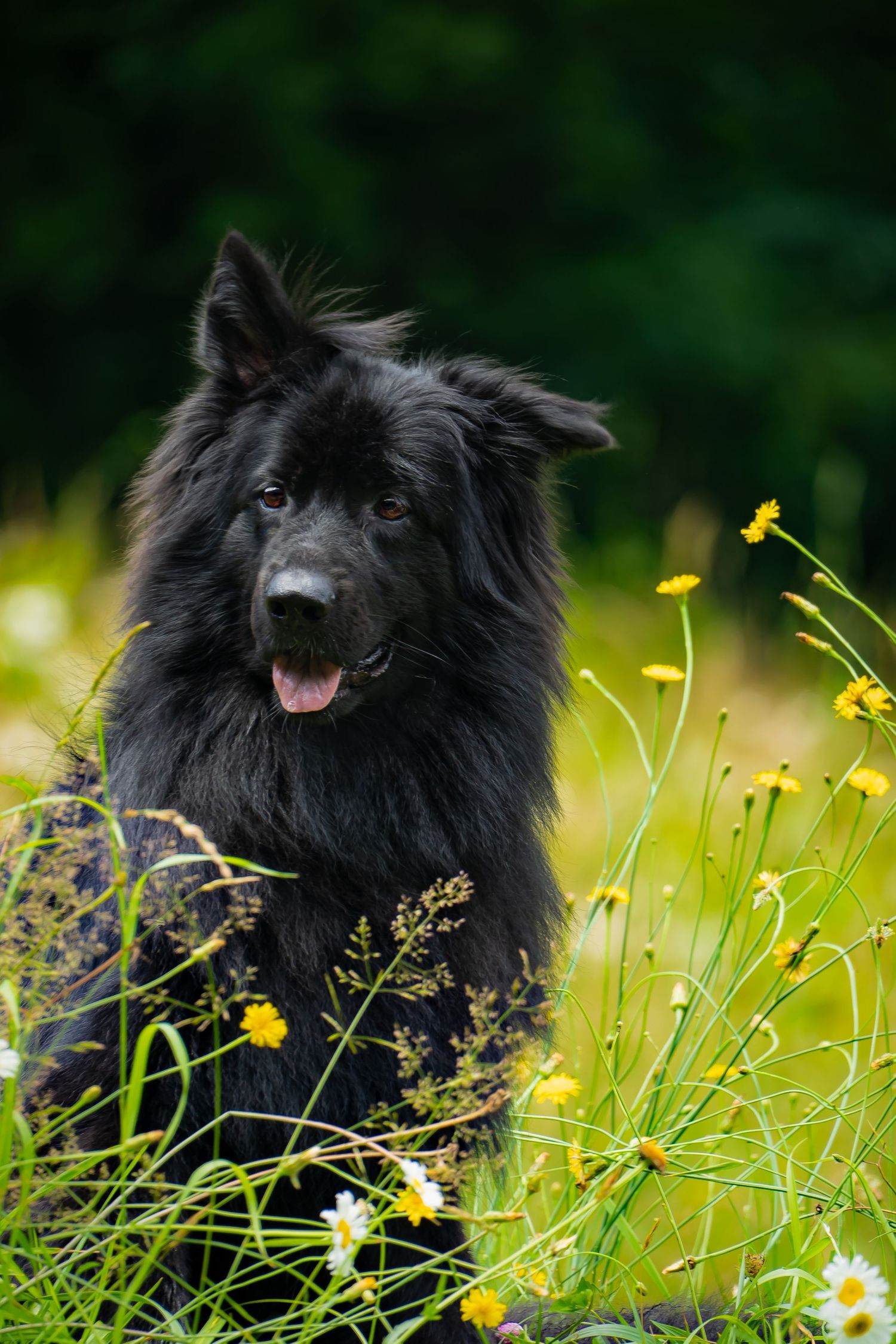 A black Belgian Shepherd dog sits among yellow wildflowers and daisies in a meadow with a lush green background.
