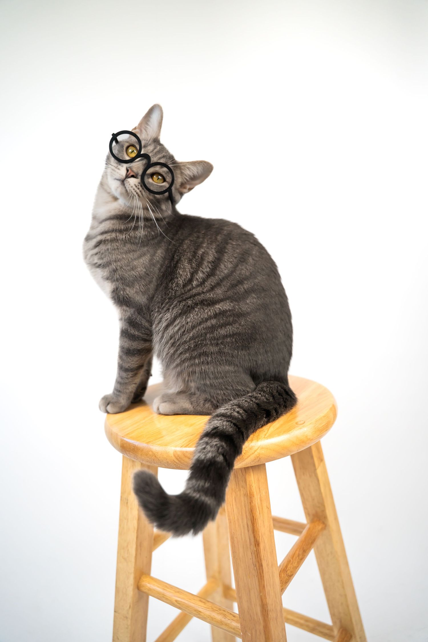 A gray tabby cat lounges gracefully on a wooden stool in various relaxed poses against a white background.