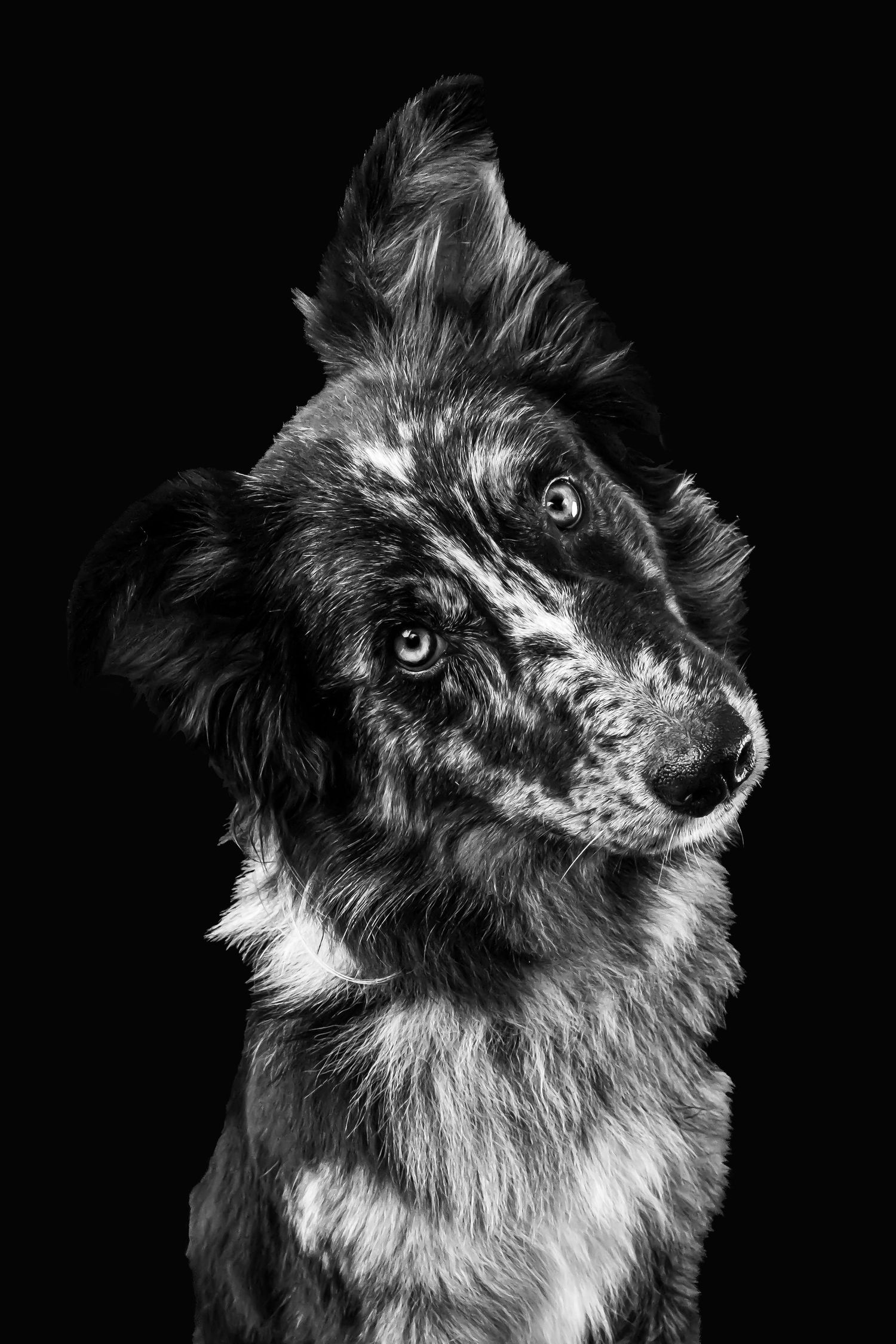 A black and white portrait series of an alert border collie dog with fluffy fur against a dark background.