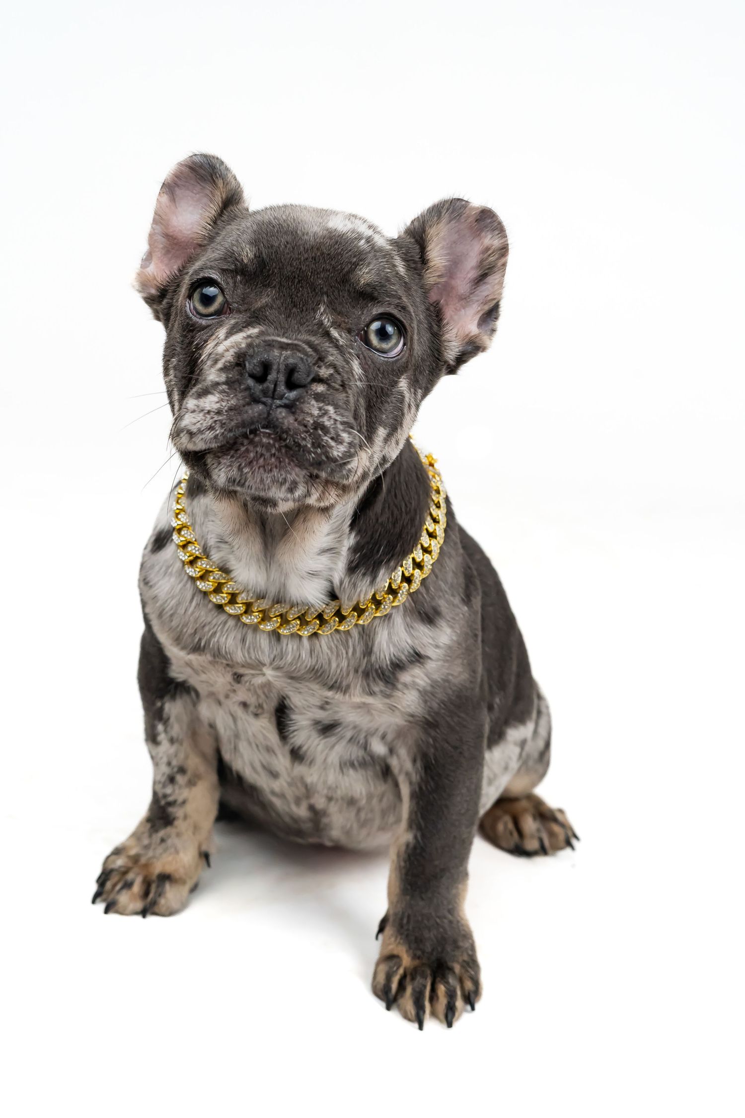 French Bulldog puppy wearing a gold chain collar sits on white background with speckled grey coat.