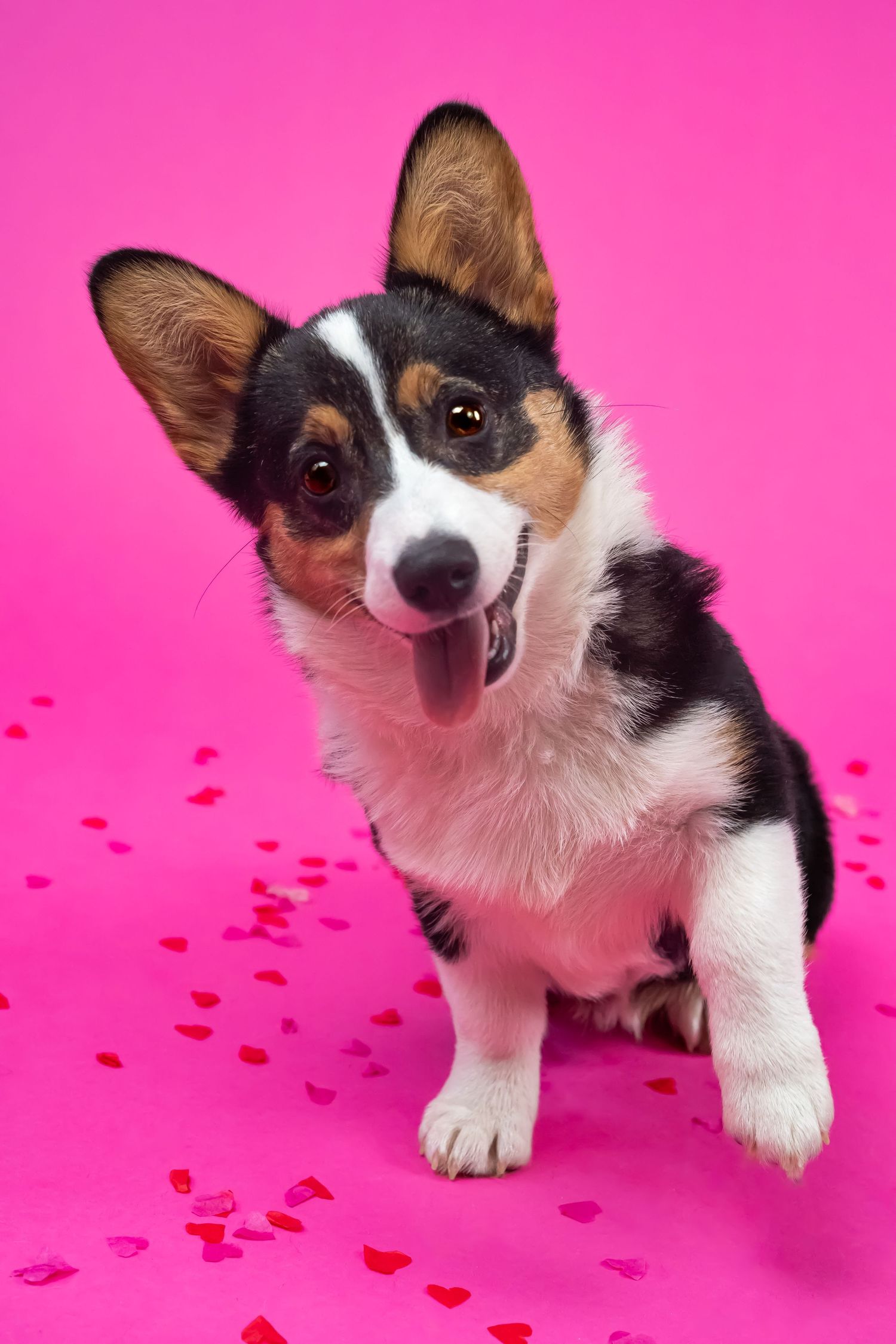Happy Pembroke Welsh Corgi puppy sitting on pink background with red heart confetti decorations.