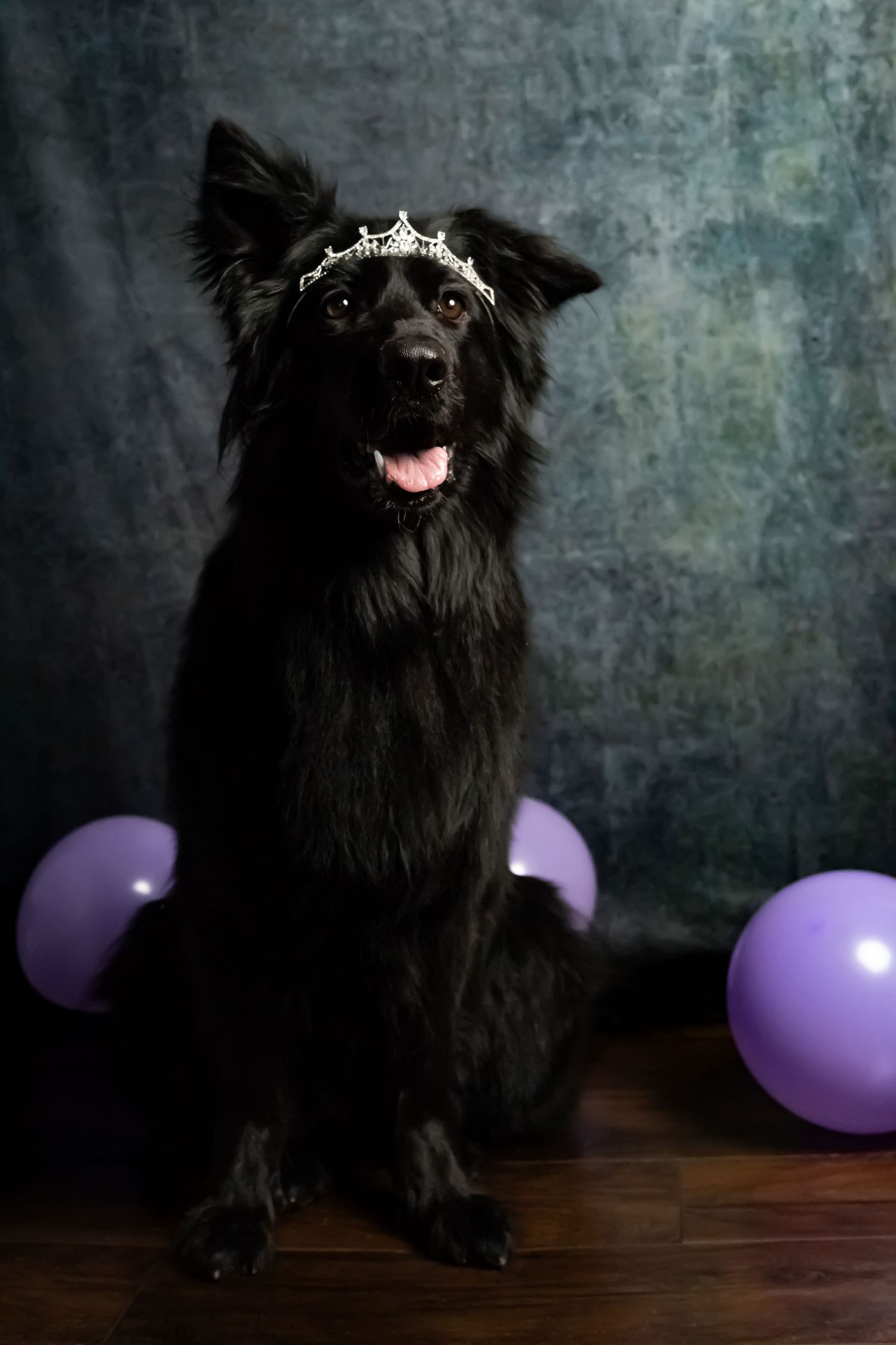 Black dog wearing tiara crown poses regally with purple balloons against dark textured background.
