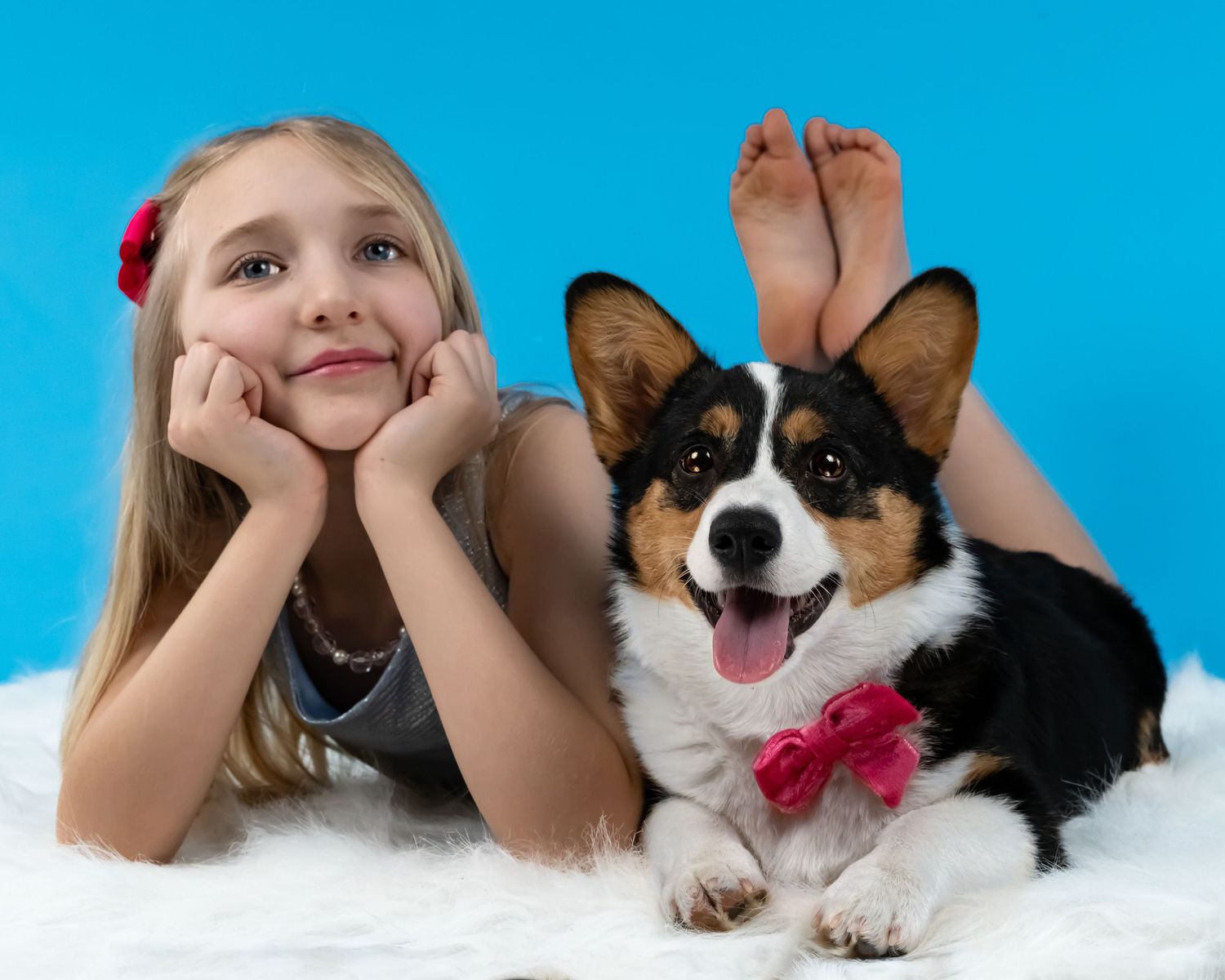 A playful corgi puppy lies on a white surface against a bright blue background.