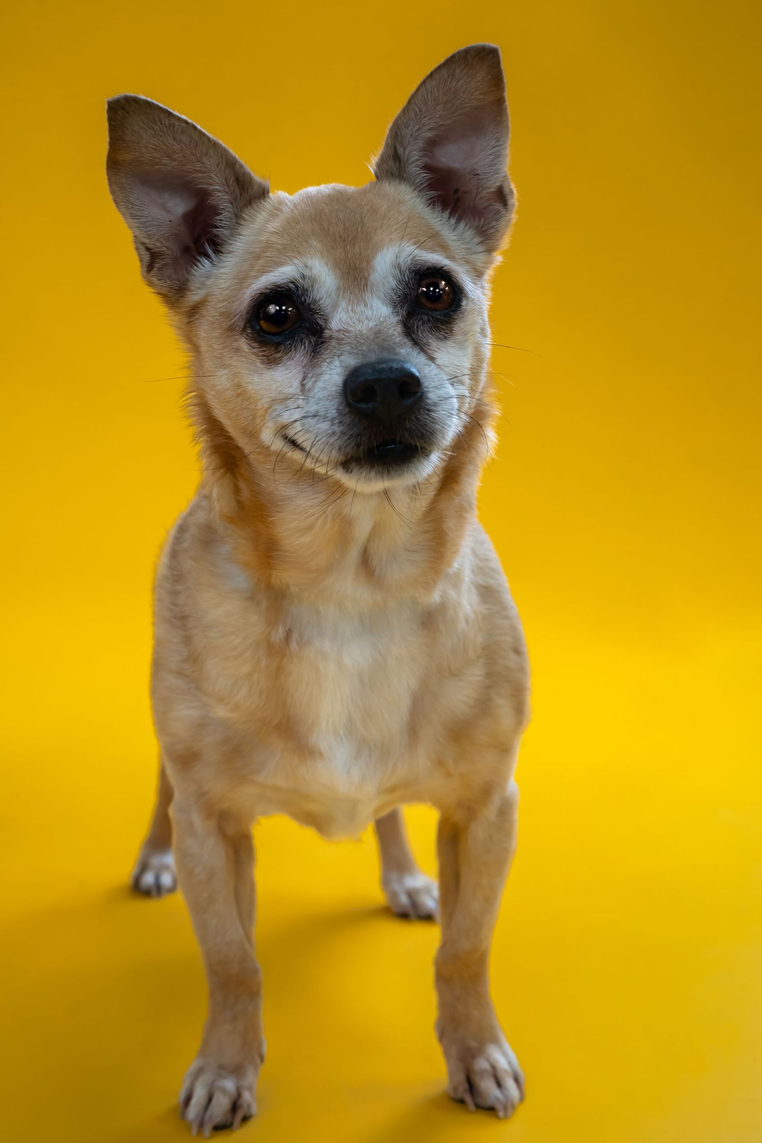 Small tan Chihuahua mix dog standing alert against bright yellow background in studio portrait setting.fairmont wv