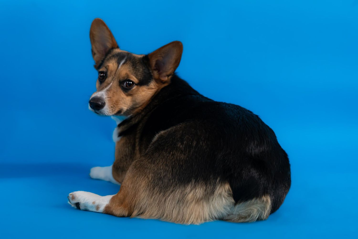 Tricolored Pembroke Welsh Corgi sitting on blue background in studio setting.