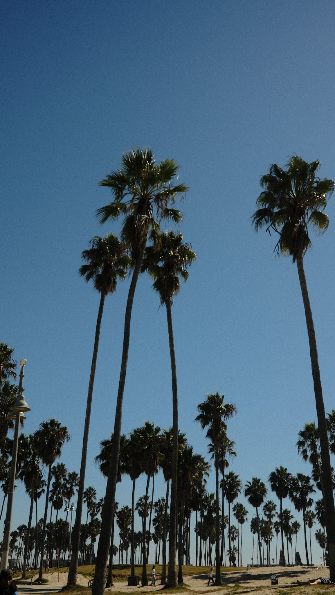 Row of tall palm trees against bright blue sky in tropical location.