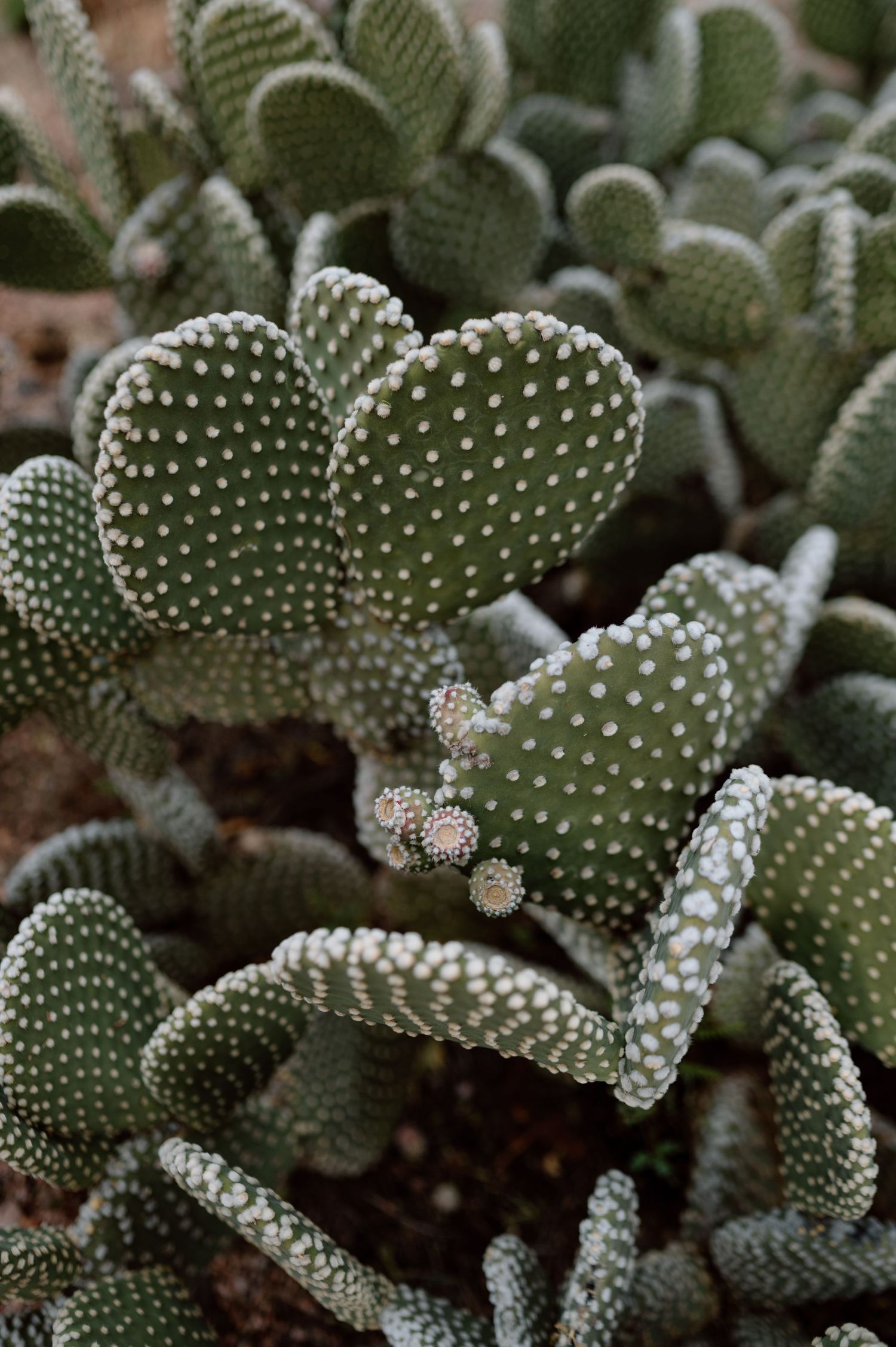Close-up of a spiky cactus plant with distinctive white polka dot patterns.