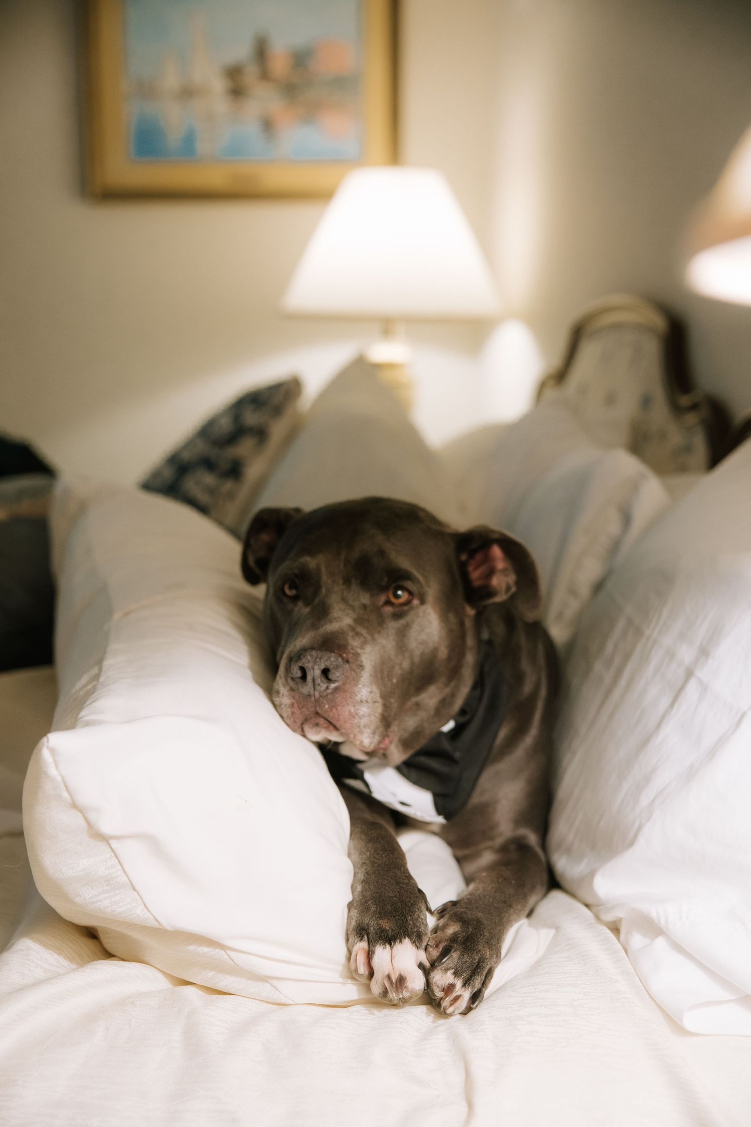 Black dog lounges comfortably on white bedding in a series of cozy poses.