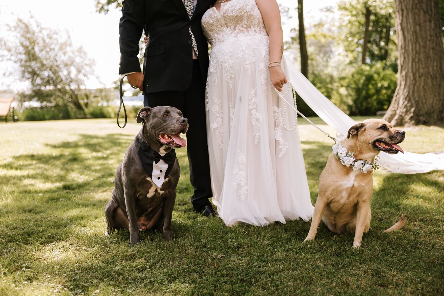 A brown dog in formal attire sits on grass during an outdoor wedding ceremony.
