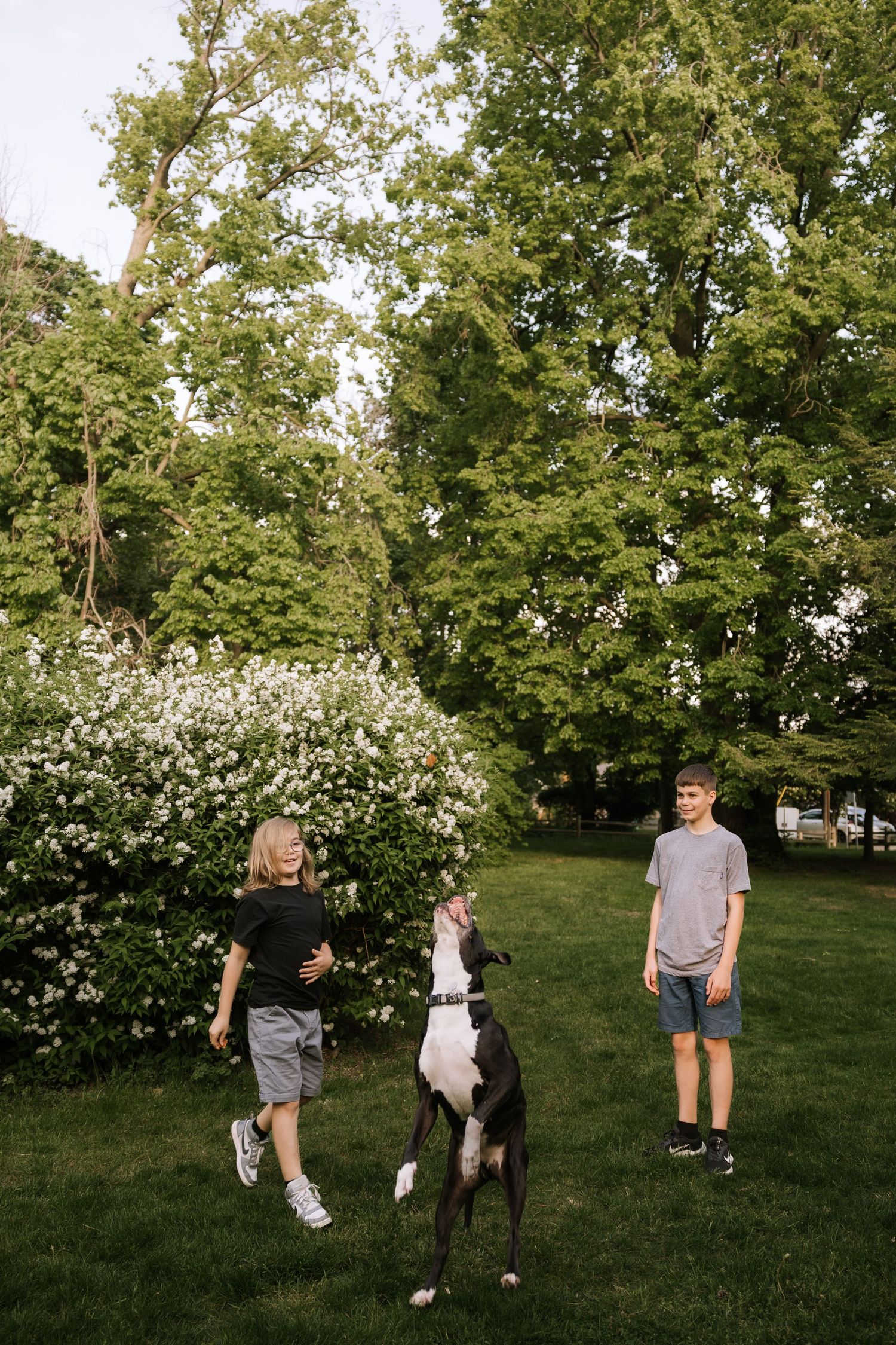 Two children playing with a large black and white Great Dane dog in a lush green park.