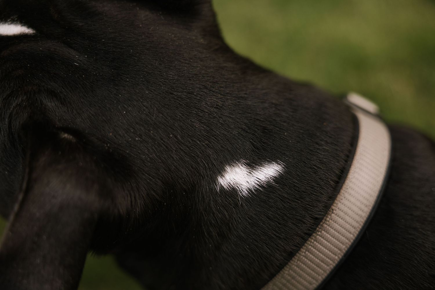 Close-up of a black dog with a small white heart-shaped marking on its coat wearing a light gray collar.
