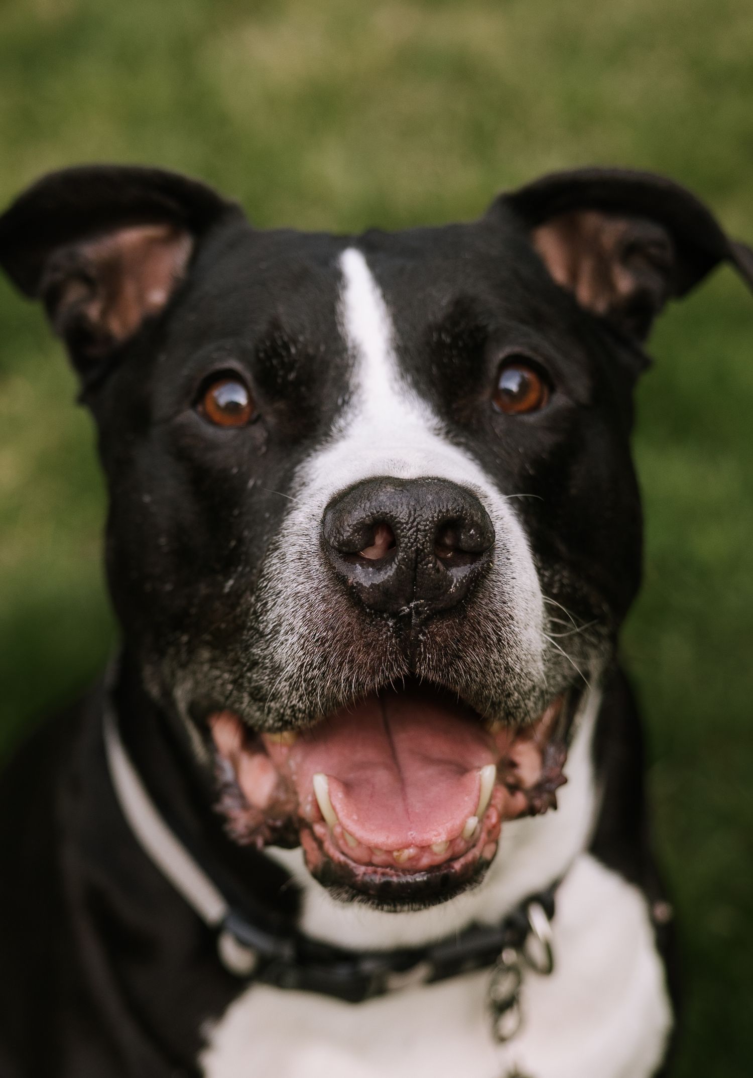 Close-up portrait of a happy black and white Pit Bull dog smiling with mouth open, wearing a chain collar.