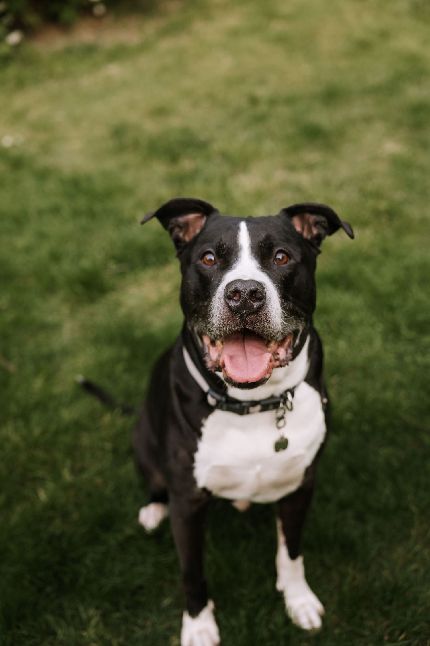 Black and white Pit Bull dog sitting on green grass, smiling with tongue out, wearing a collar.