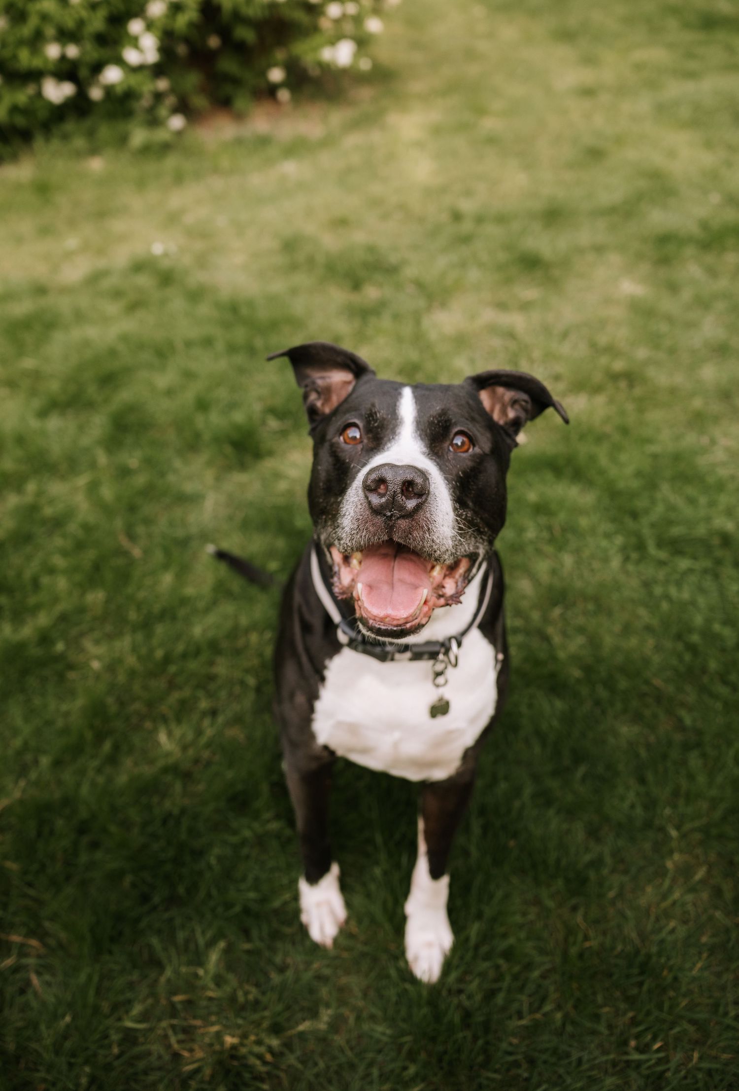 Happy black and white pit bull dog sitting on green grass with mouth open and tongue out.