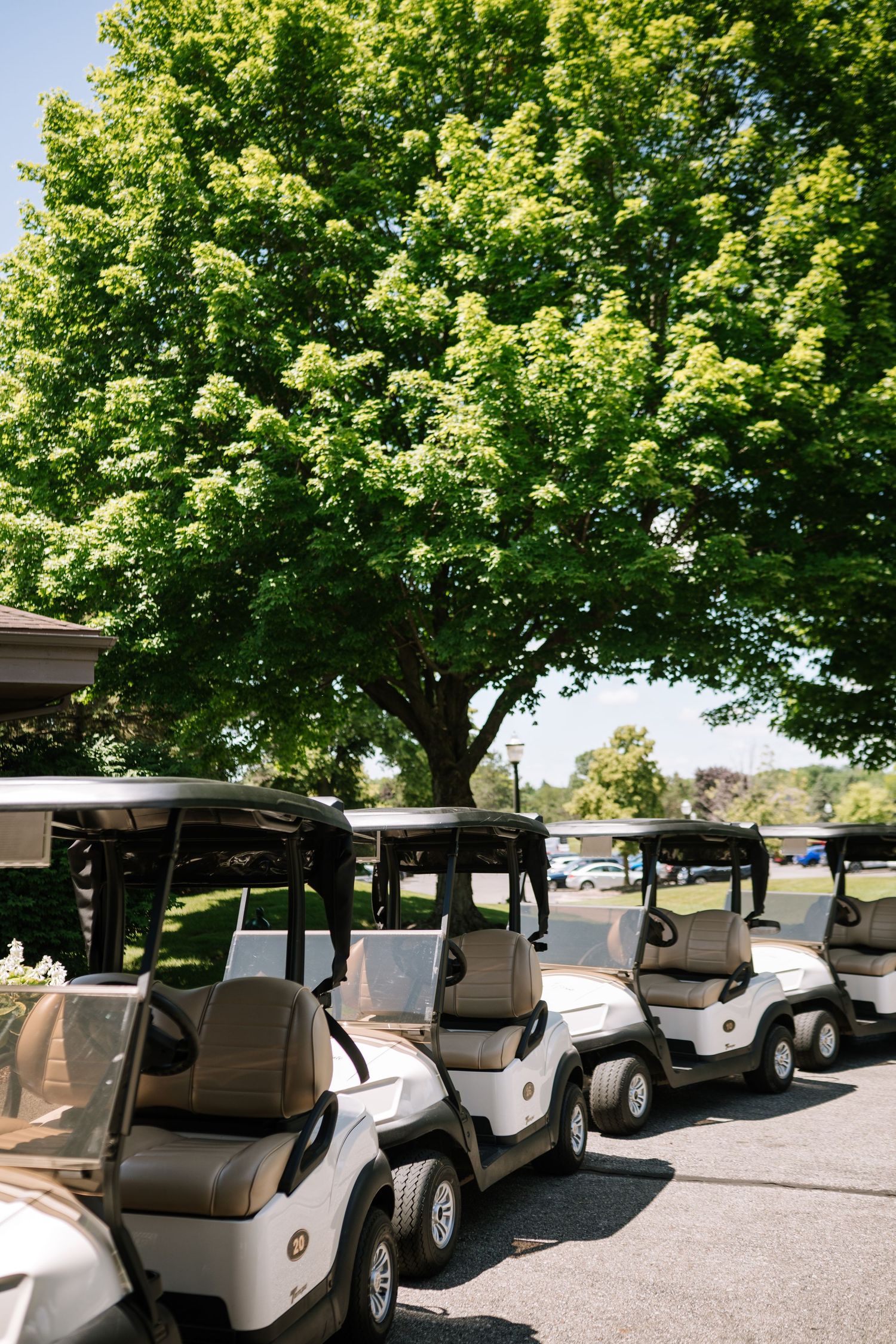 Golf carts parked in a row under green leafy trees in a parking area.
