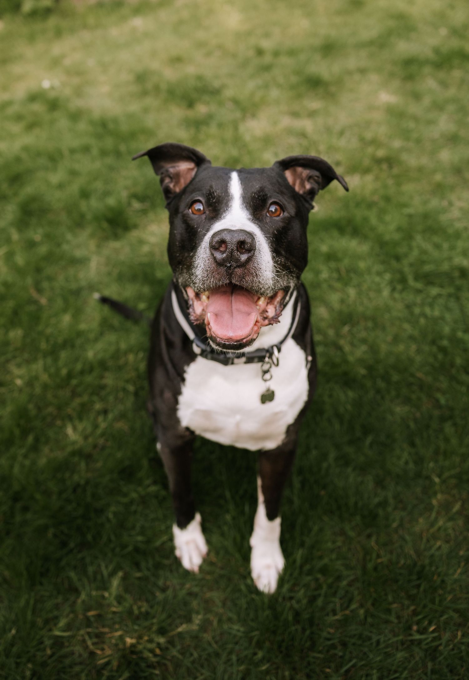 Happy black and white pit bull dog sitting on green grass with mouth open and tongue out.