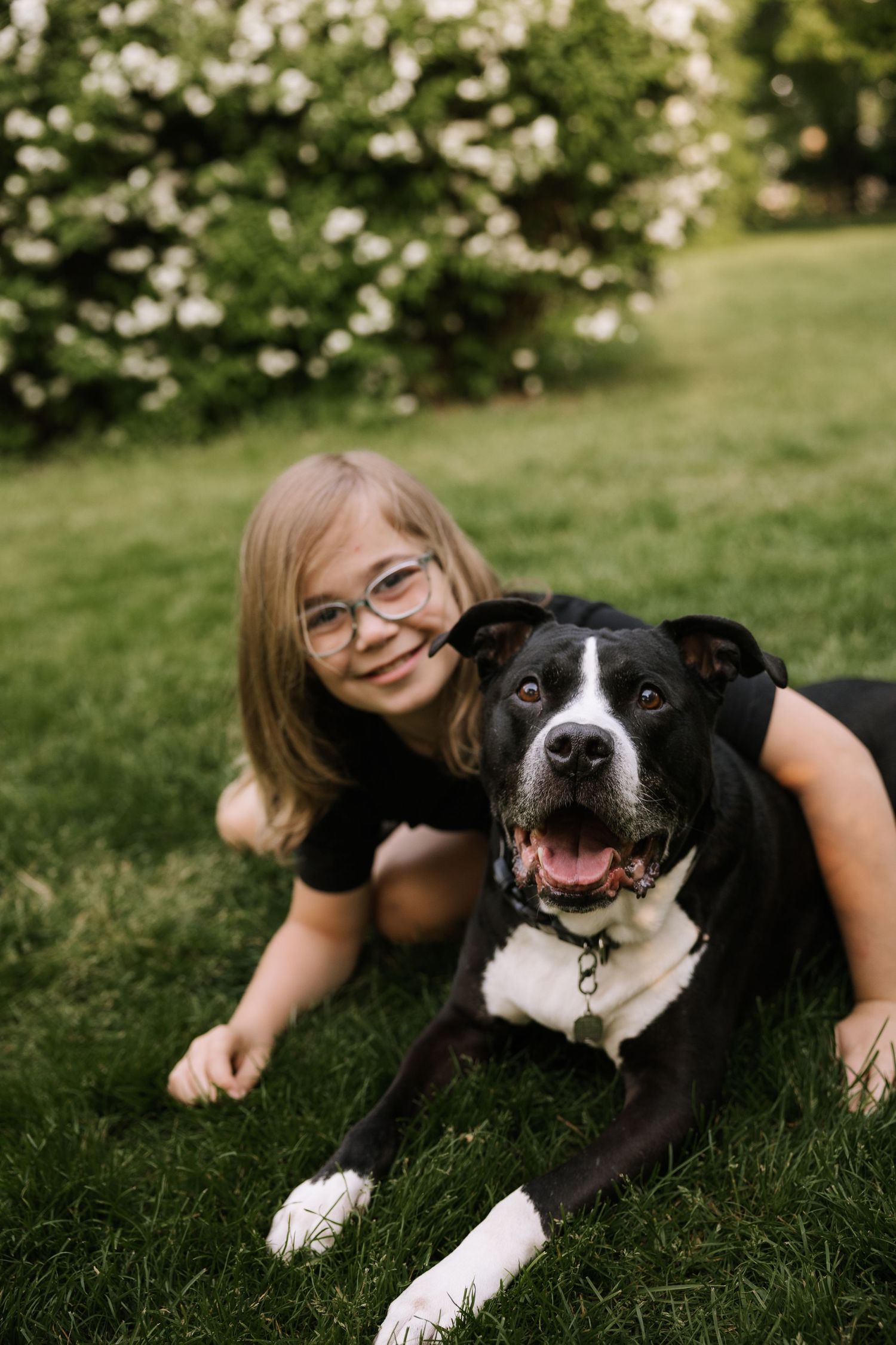 Young girl with glasses in black shirt poses with black and white dog on green grass near flowering bushes.