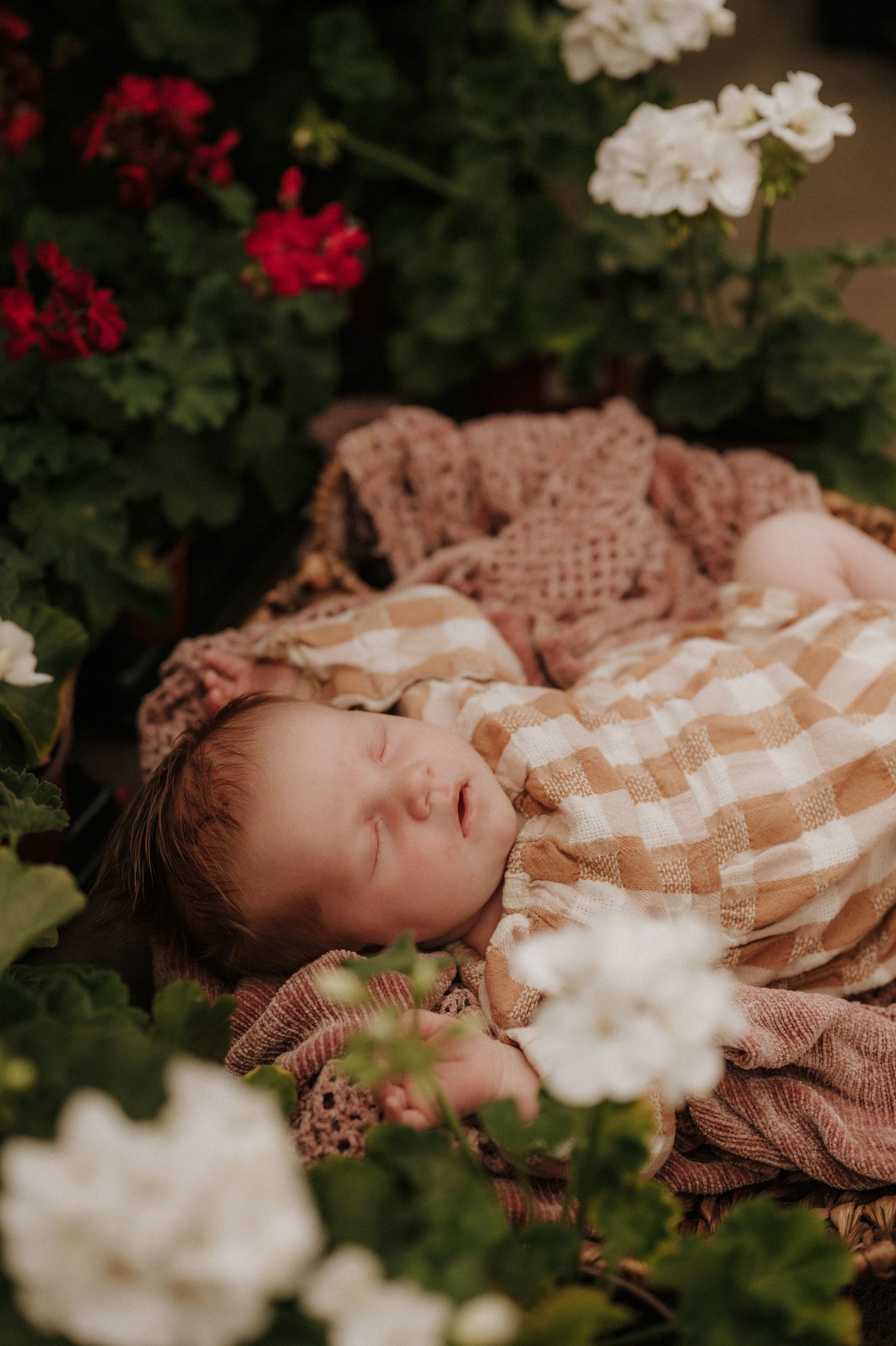Dreamy newborn portrait surrounded by red and white flowers in garden setting.