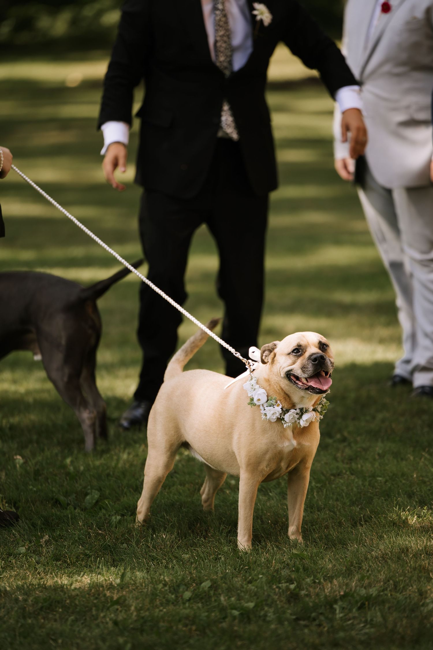 Two happy dogs wearing floral collars serve as ring bearers at an outdoor wedding ceremony.