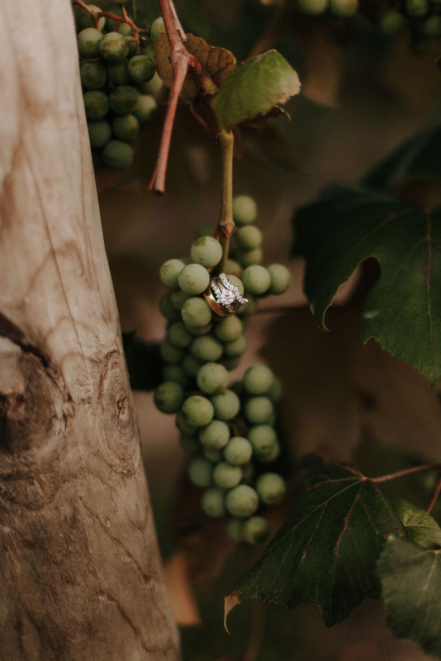 Close-up shot of green grapes growing on grapevines with soft natural lighting.