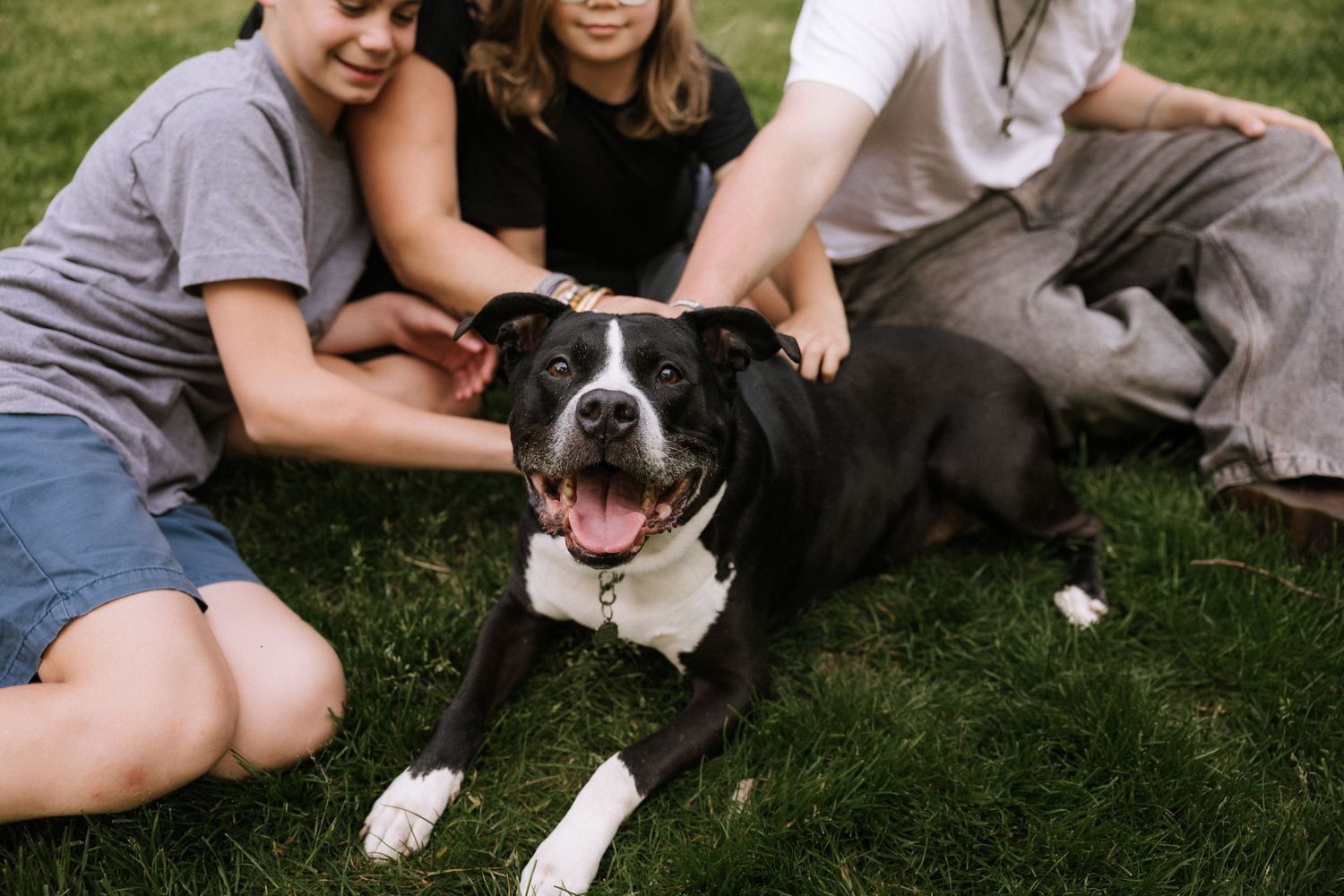 Happy black and white dog sits on green grass surrounded by smiling children petting him outdoors.