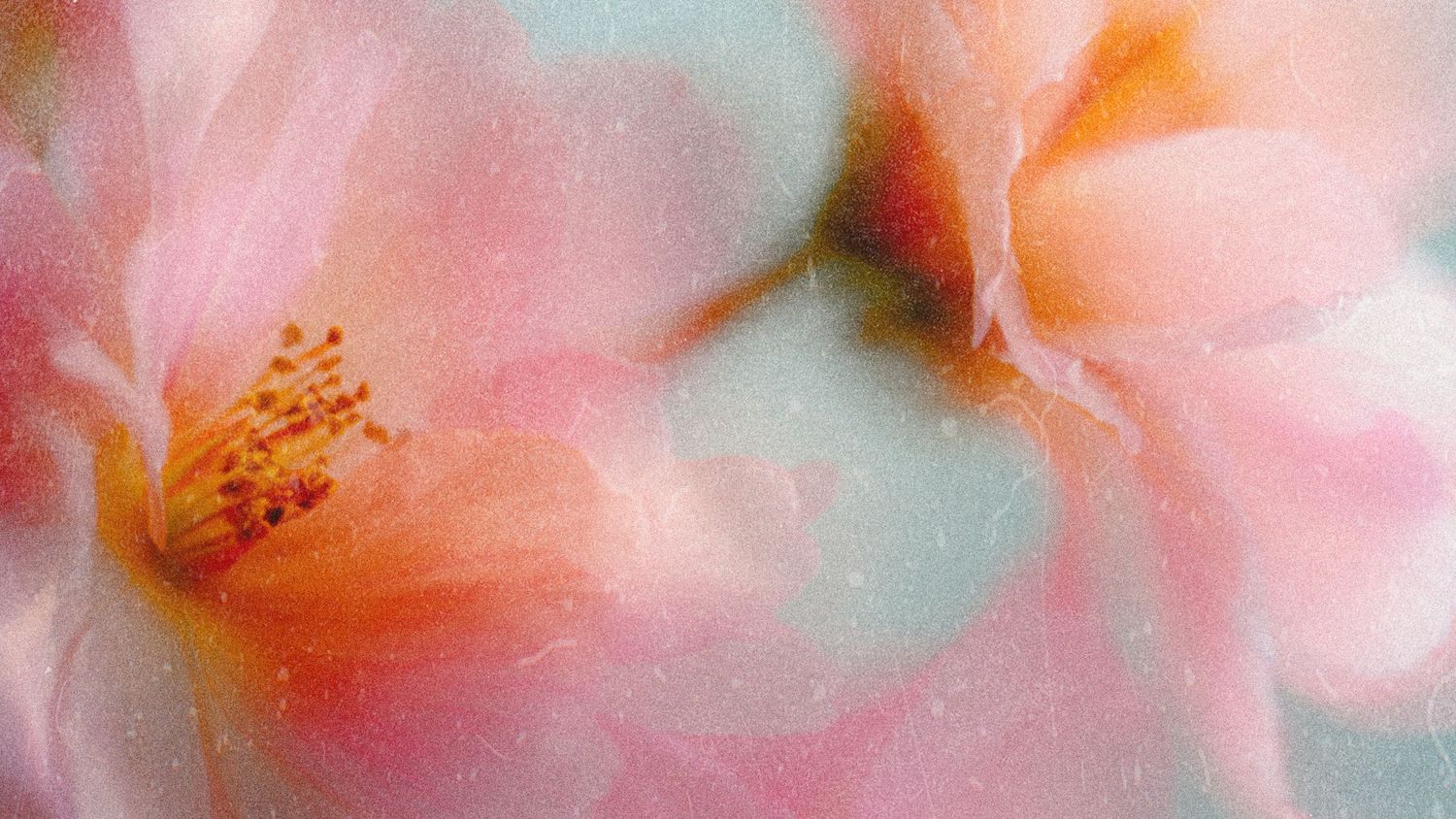 Soft focus close-up of pink cherry blossoms with delicate orange stamens.