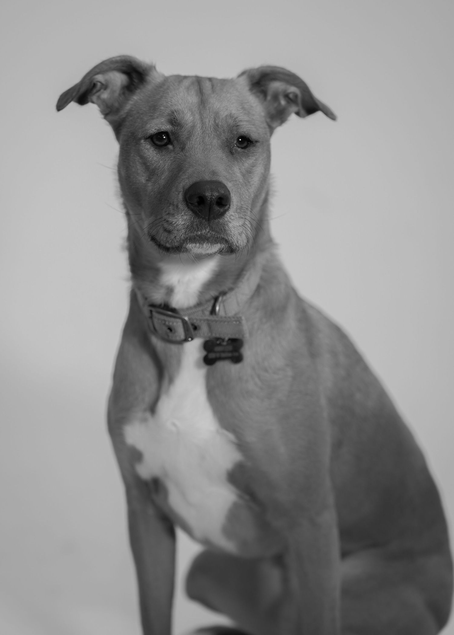 Portrait series of a pit bull type dog in black and white.