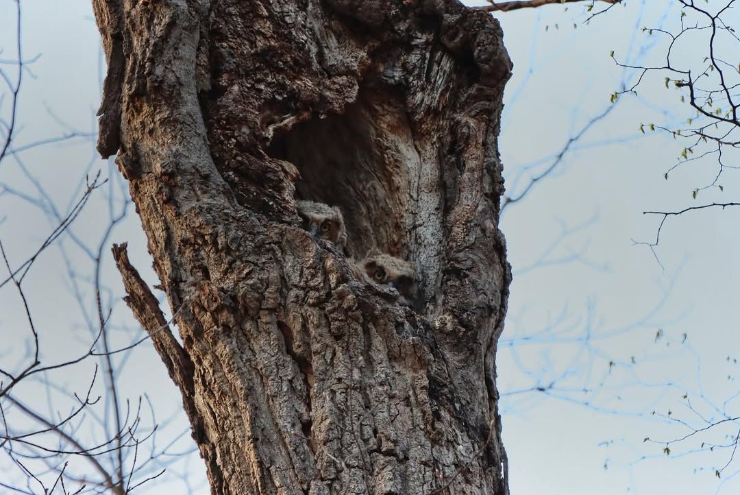 Close-up of a baby owls in a  natural hollow cavity, surrounded by bare winter branches against a pale sky.