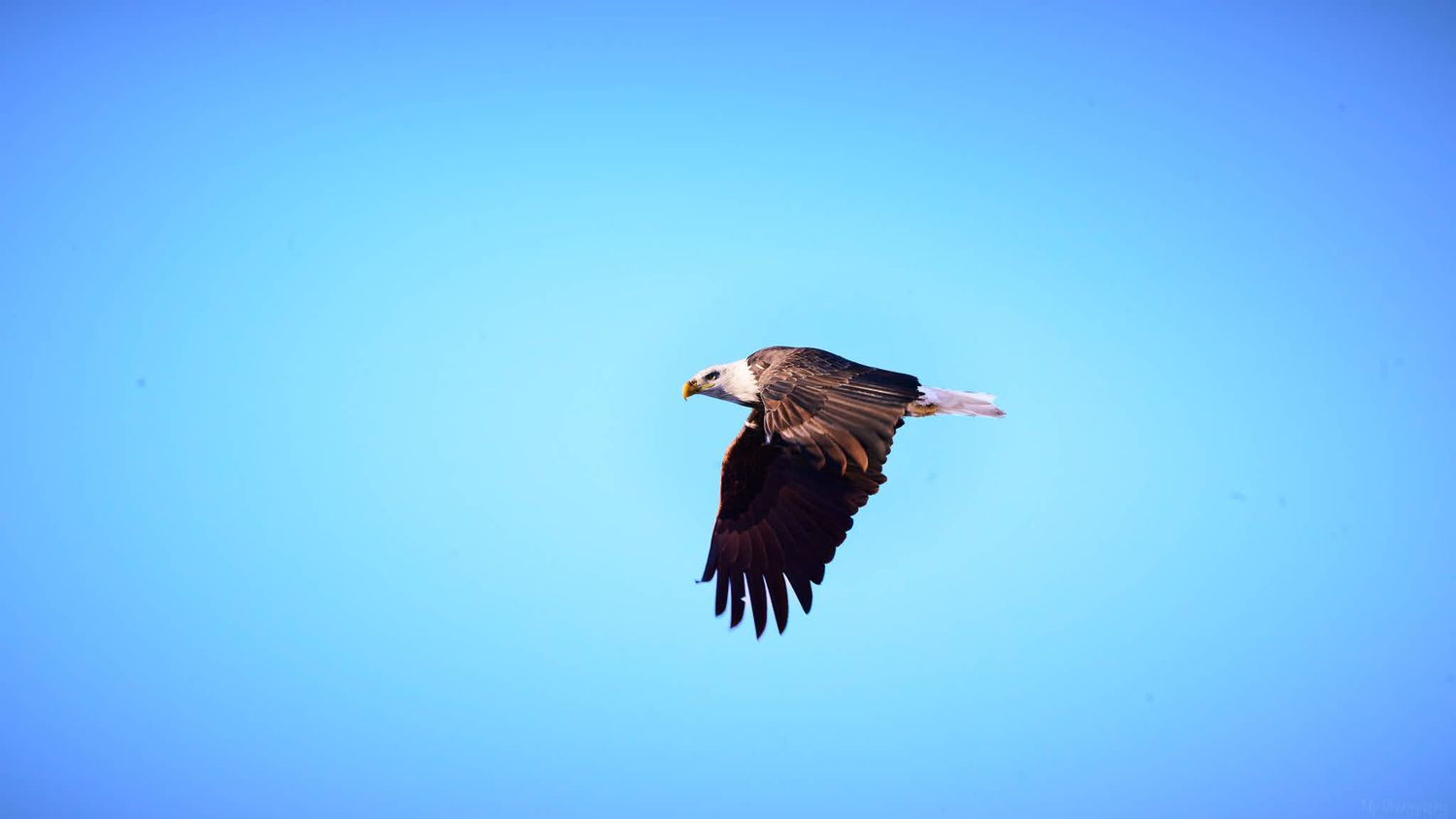 A large dark eagle soaring gracefully against a clear bright blue sky with wings fully spread in flight.