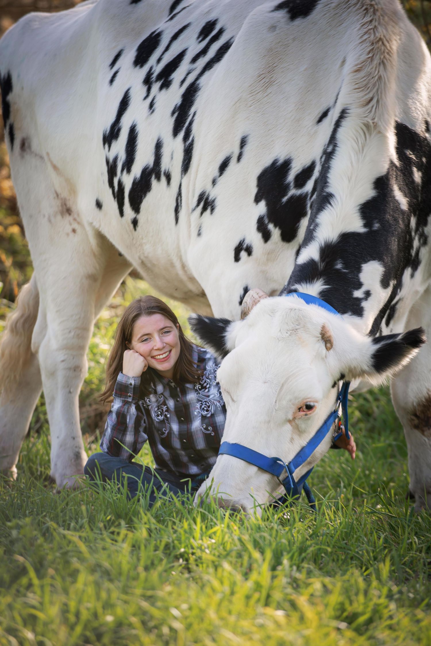 Smiling young woman resting beside a black and white Holstein cow wearing a blue halter.