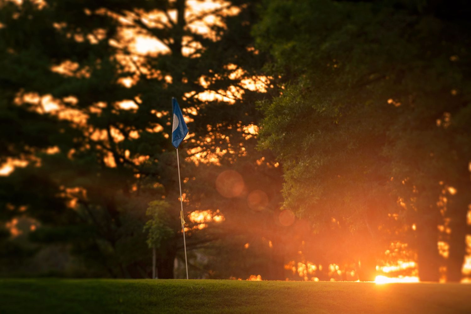 Golden sunset light filtering through tall trees illuminating a flag on a lush green lawn at dusk.