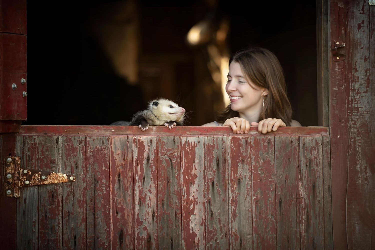 Smiling young woman peering over a rustic red barn door with an opossum.
