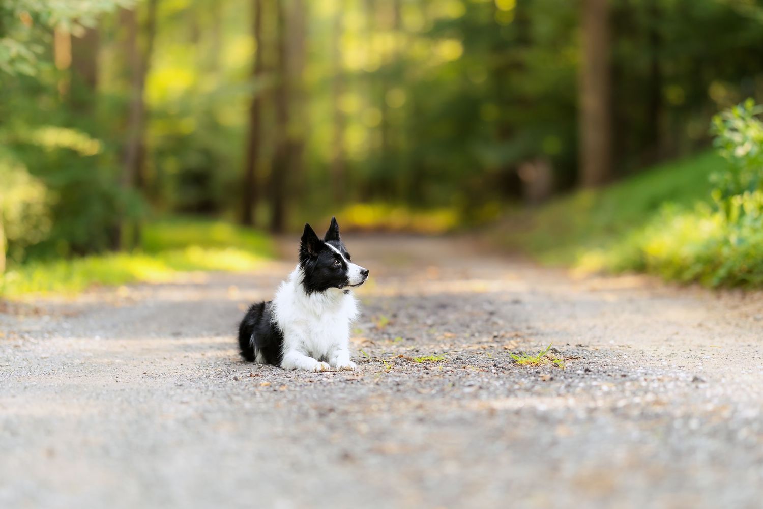 A black and white dog sits alone on a sunlit forest path surrounded by blurred green foliage.