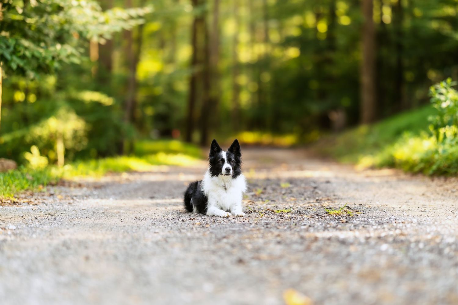 Black and white dog sitting on a forest path with sunlit trees in the background.