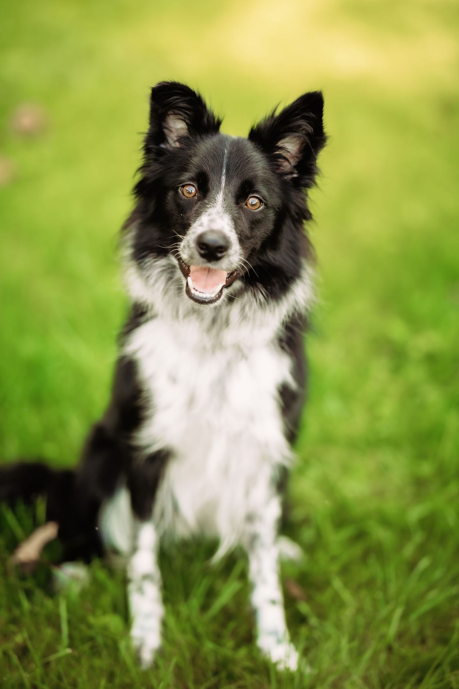 Black and white border collie dog sitting in green grass with alert expression.