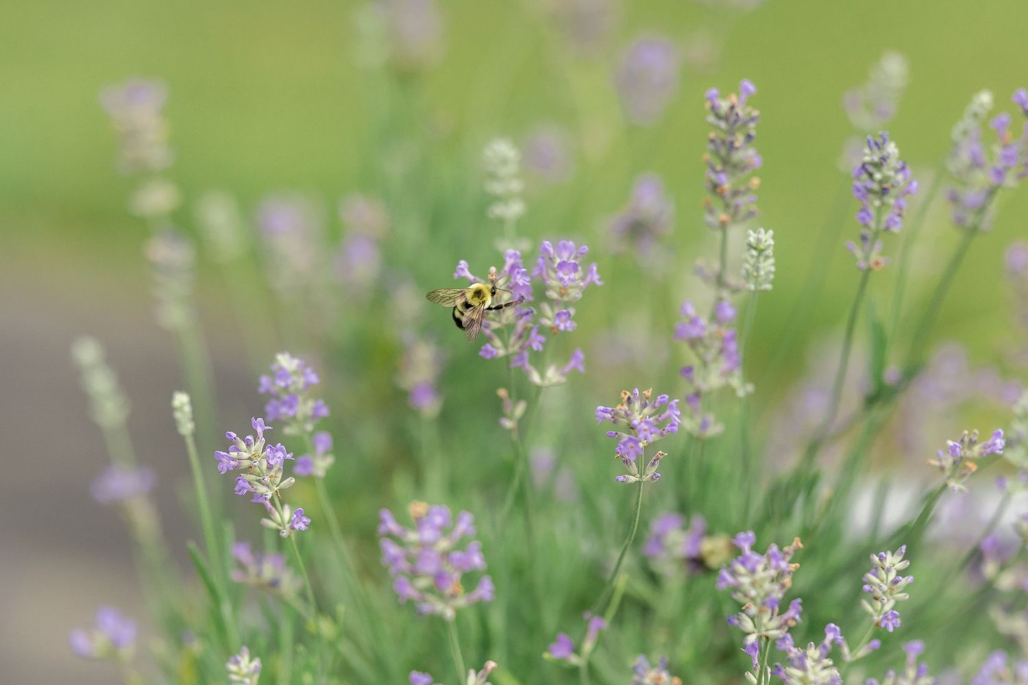A honey bee collects nectar from purple lavender blooms in a garden.