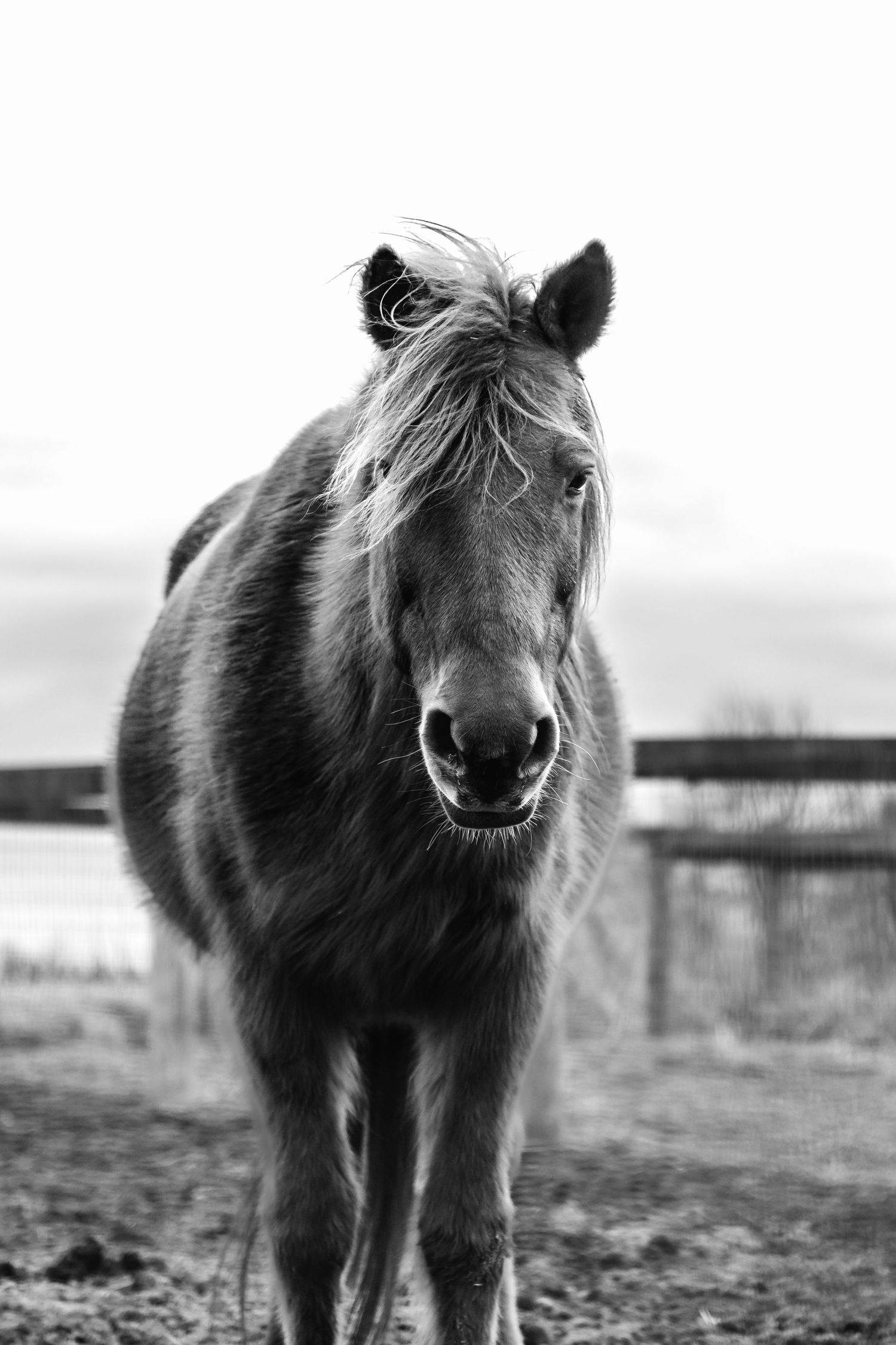Black and white photograph of miniature ponies in a field.