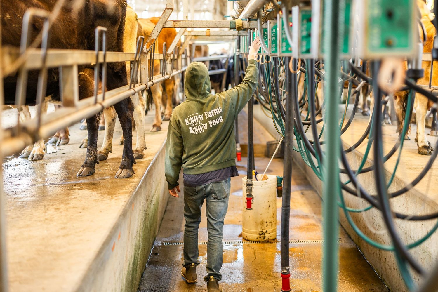 Farm worker in Know Your Farmer hoodie tending to dairy cows in a milking parlor facility.