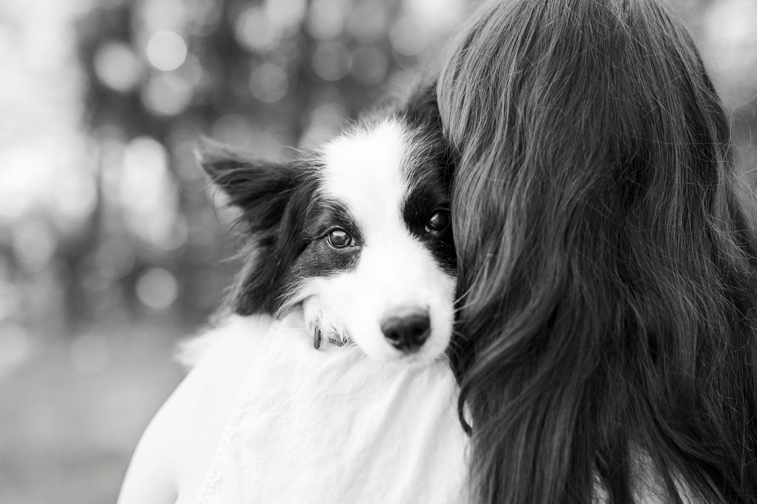 Close-up portrait series of border collie with soft bokeh background.