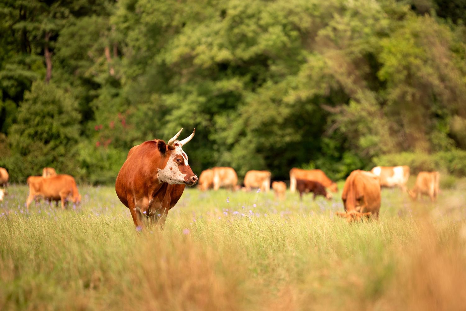 A herd of cattle grazing in a sunlit pasture during golden hour at a maryland dairy farm.