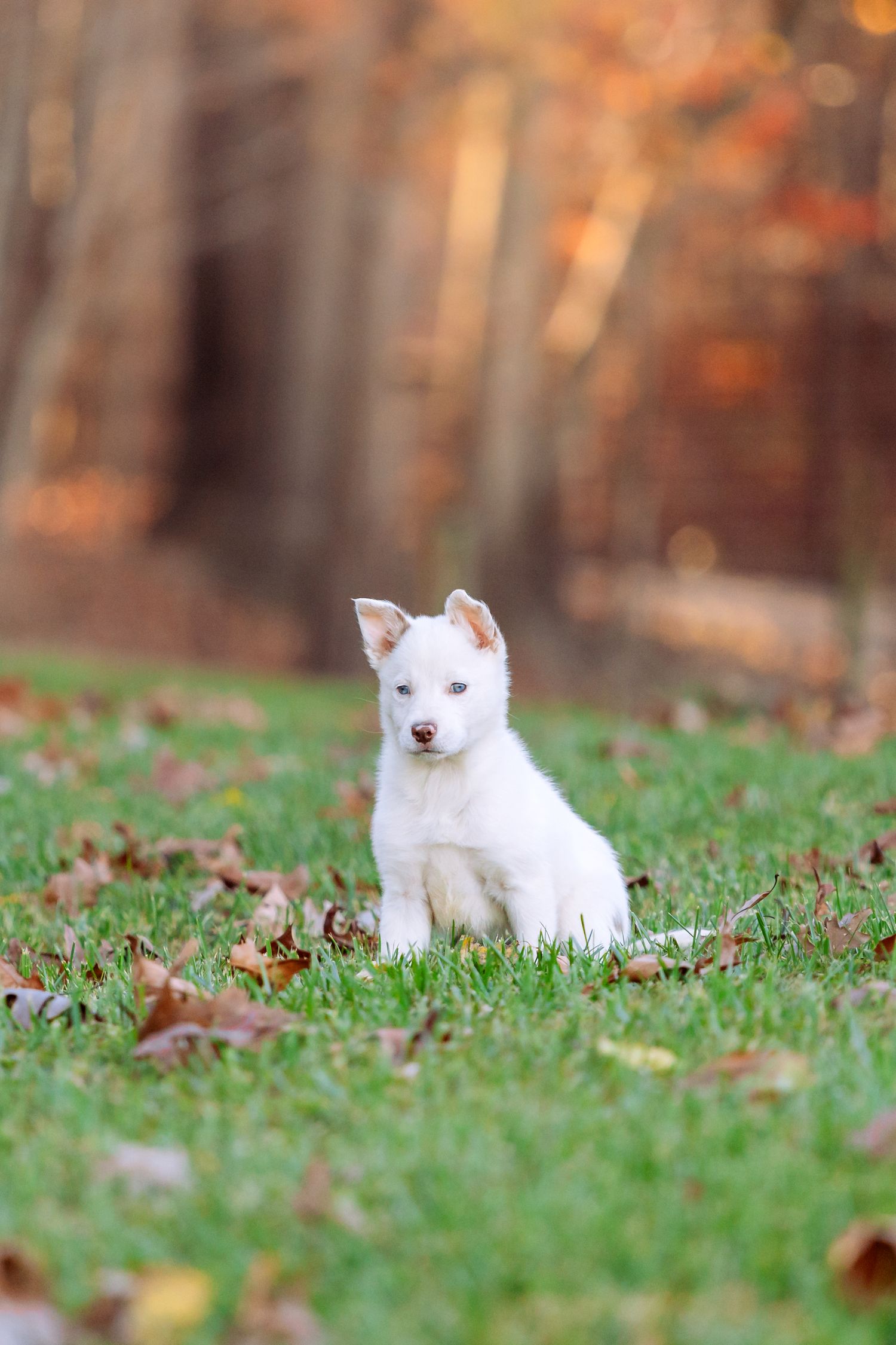 A white dog lies in autumn grass surrounded by fallen leaves in a forest setting.