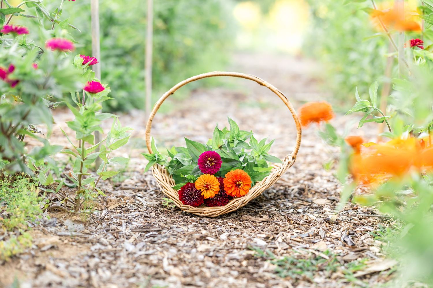 Colorful flowers bloom in a garden with orange and pink petals against green foliage.