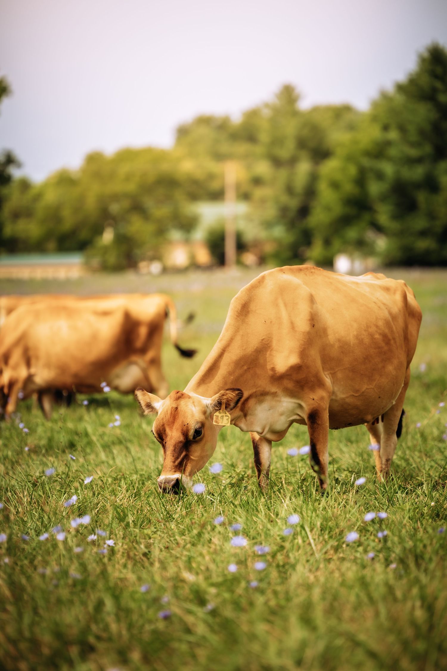 Brown cows graze in a meadow dotted with small blue wildflowers.