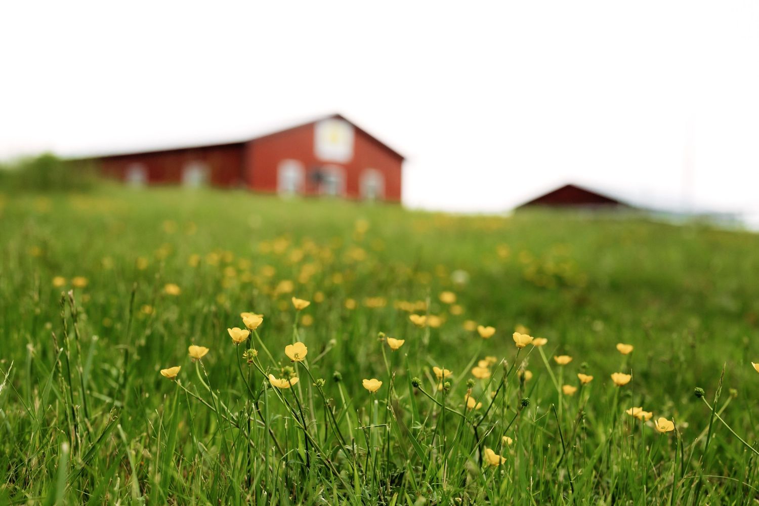 Rolling green hillside with yellow wildflowers and red barn in the distance.